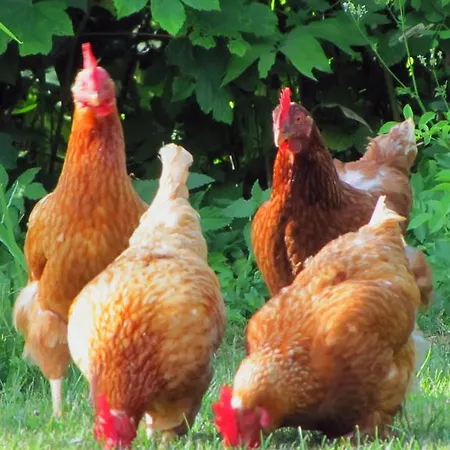 Frühstückspension Rosenorn -